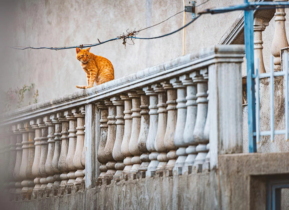  A cat sitting on the balcony