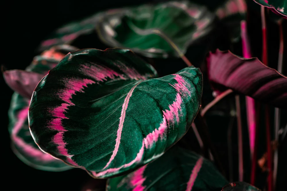 botanical Calathea plant with green and pink leaves