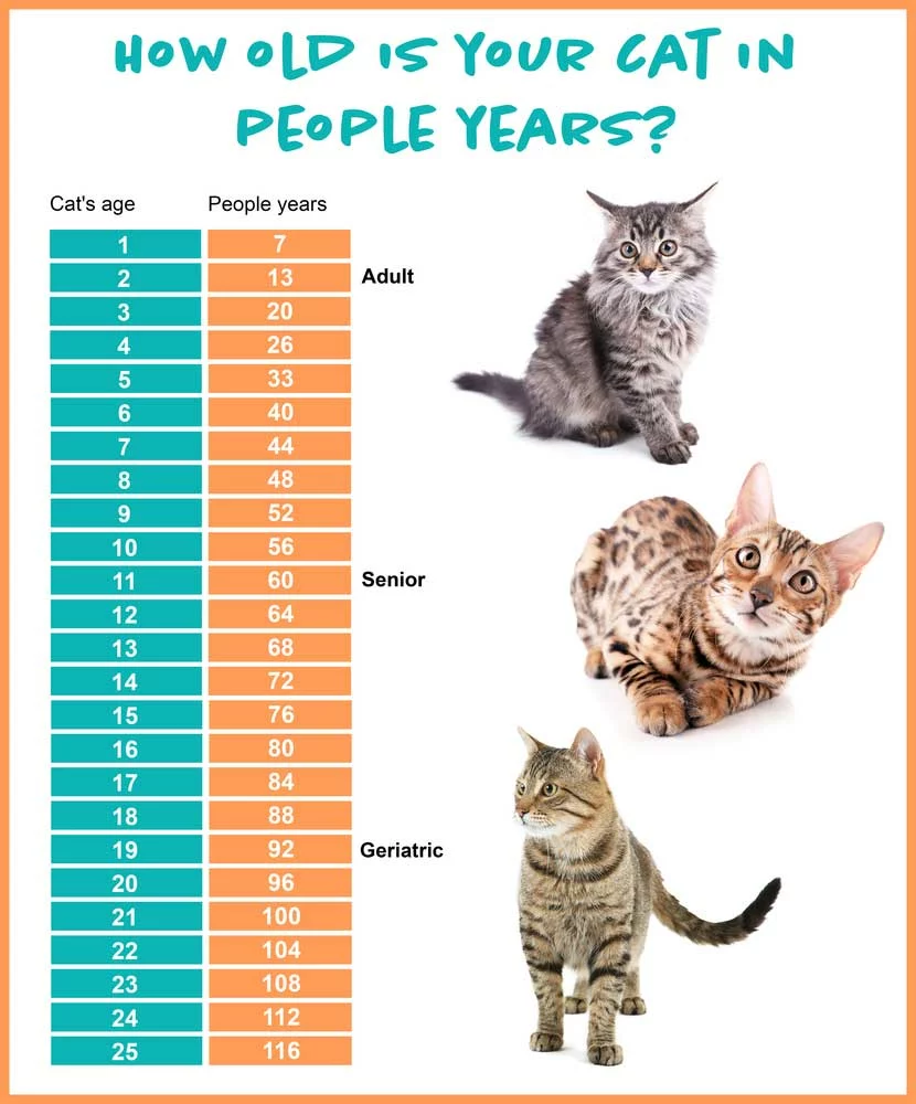 Comparison chart of cat and human years