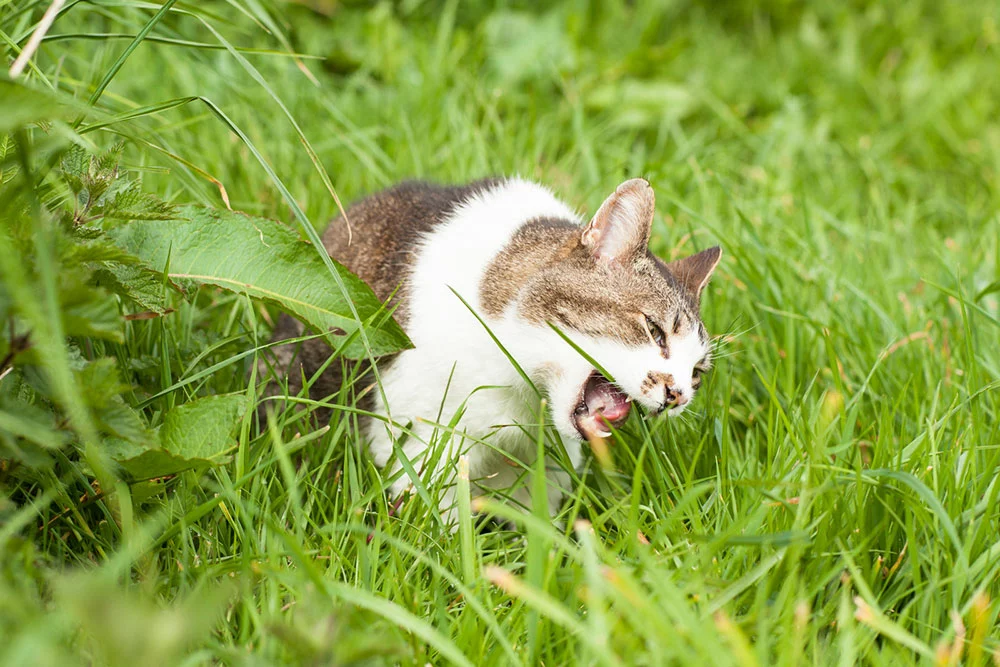 A cute cat on a green lawn