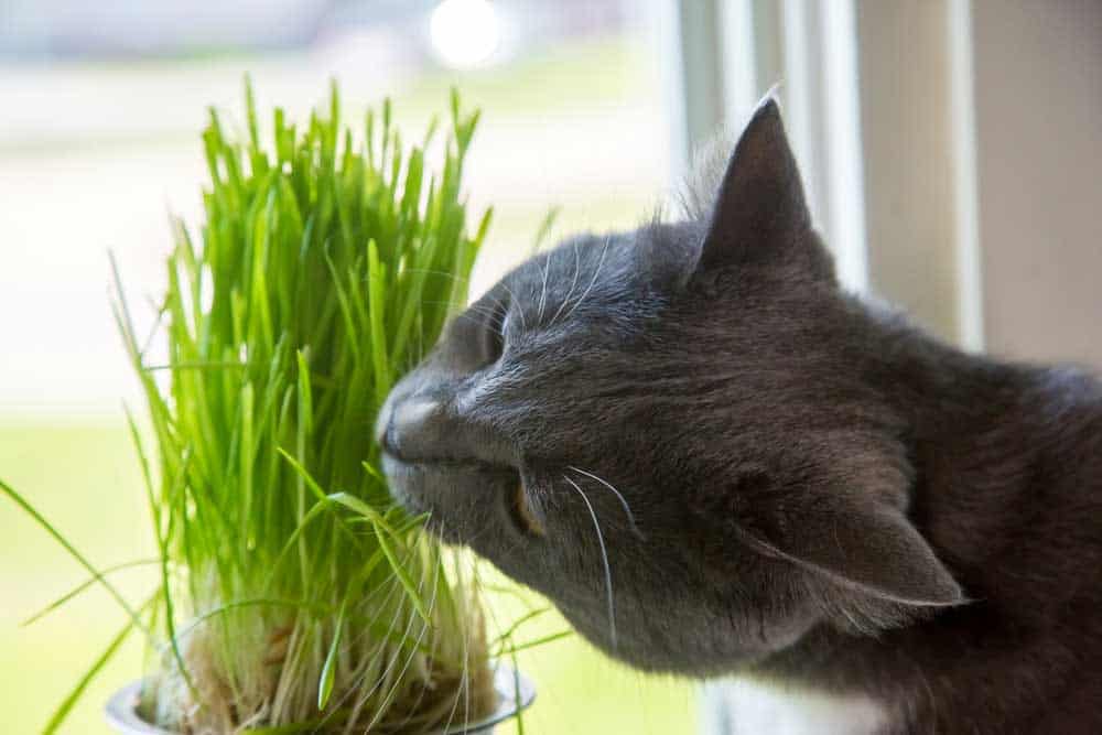 Average Age of Cats Death:  Vitamins for cats via germinated oats