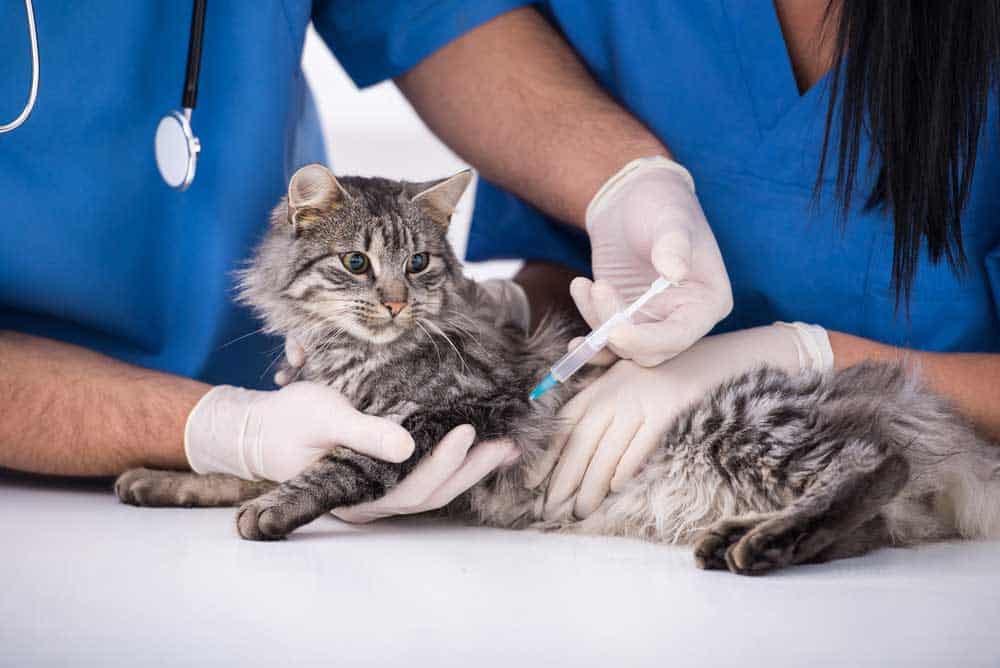 A vet is injecting a sick cat.