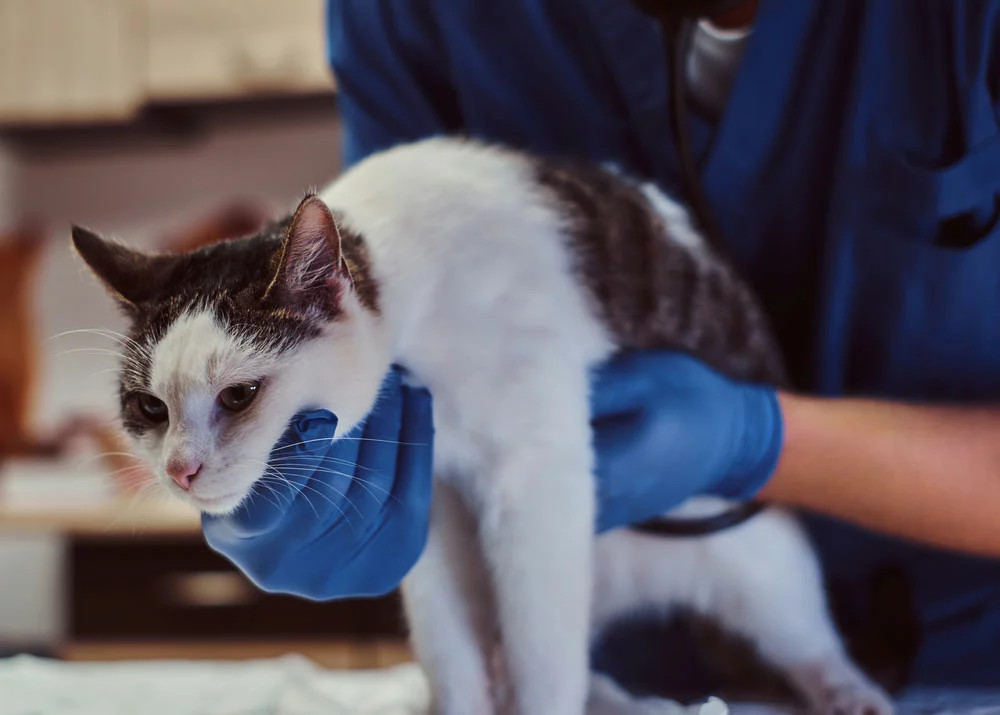 a sick cat getting a medical examination by a veterinary doctor