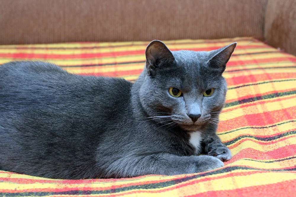 Gray Chartreux cat with yellow eyes sits in an apartment