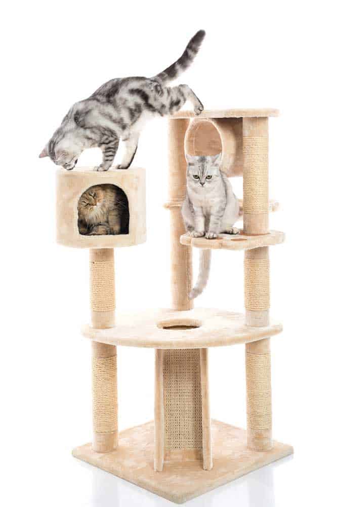 Average Age of Cats Death:  Cats lying on a cat tower