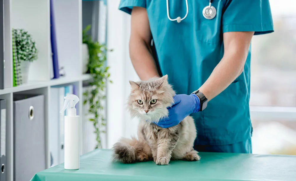 A veterinarian examining a sick cat