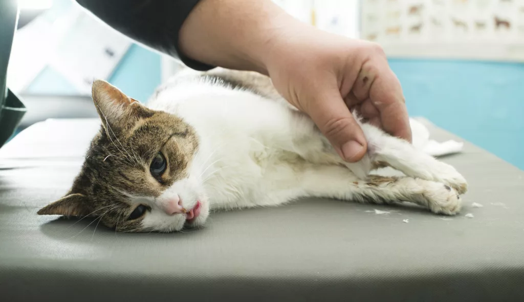A cat after being injected with anesthesia