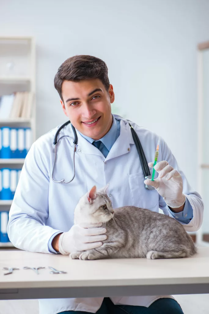 A vet is examining a sick cat in a hospital.