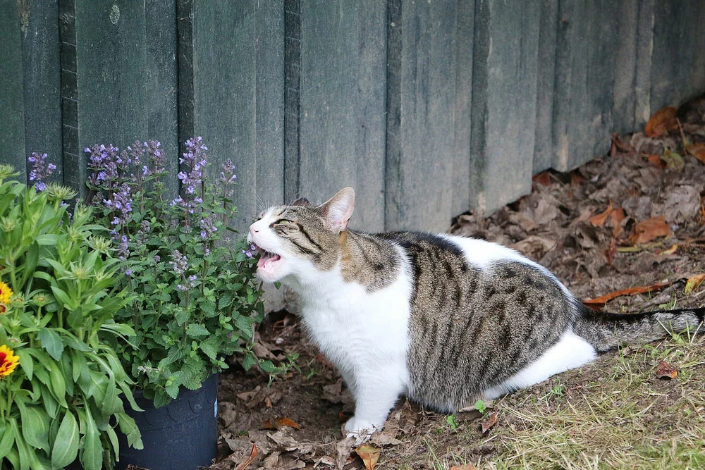 cat chewing on fresh catmint