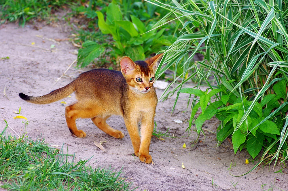 Little Abyssinian cat over green grass background