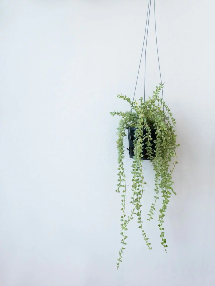 houseplant in a hanging pot