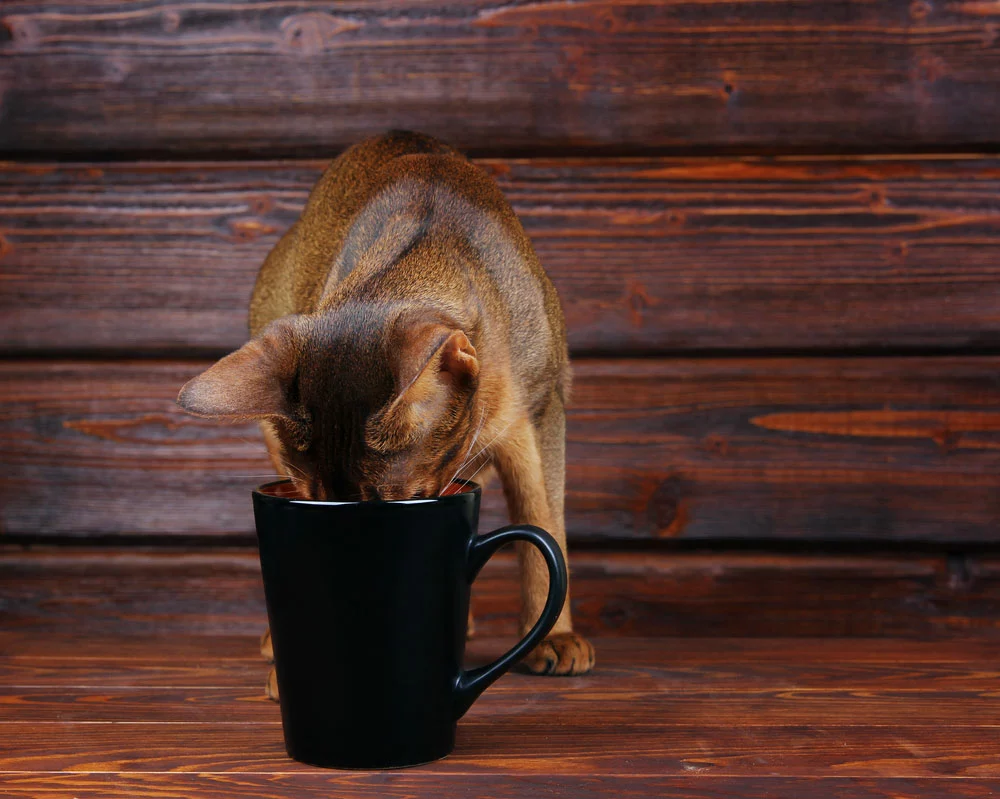 A cat drinking water from a cup