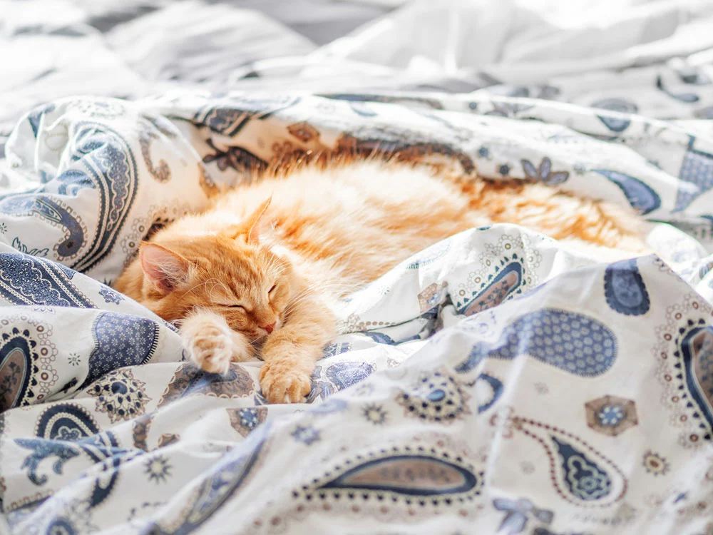 Balcony Cat Proof:  Cozy cat blanket