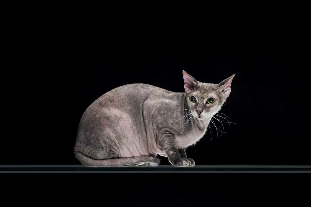 Purebred grey sphynx cat