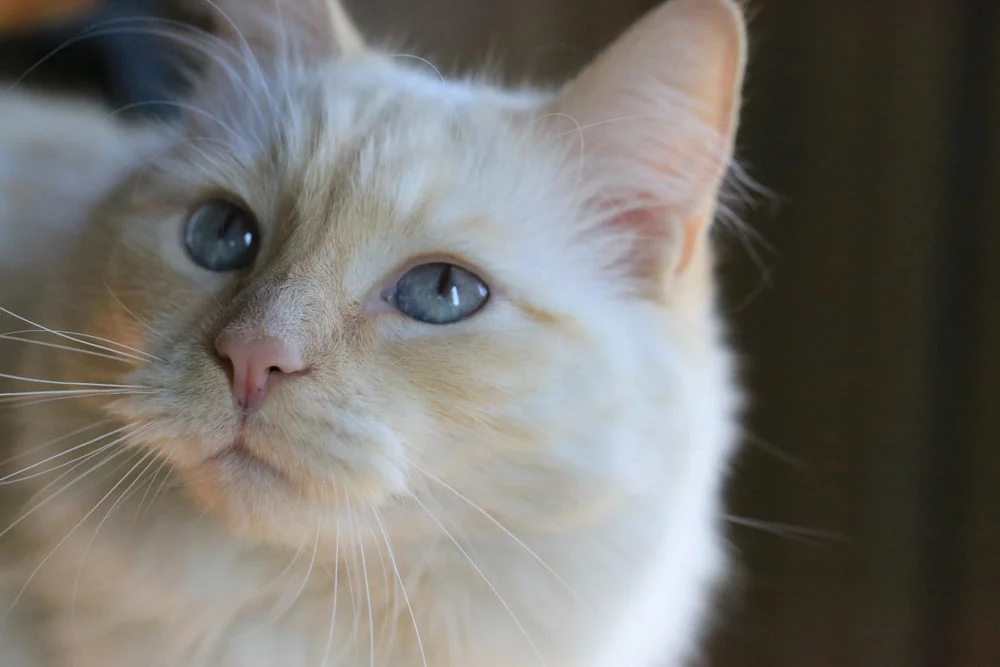 White Ragamuffin cat with blue eyes closeup