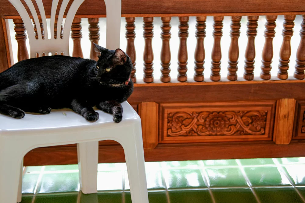 Balcony Cat Proof:  Cat Railing Guard