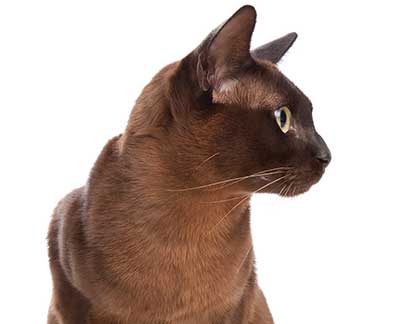 The Burmese Cat on a white background
