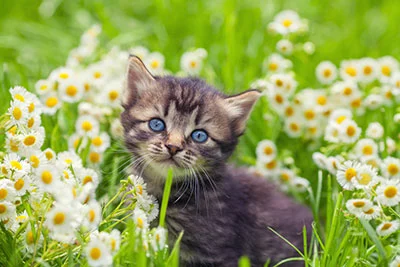 a kitten in a flower farm