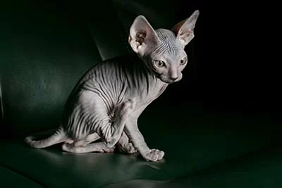 A rare breed cat (Sphynx) pauses.
