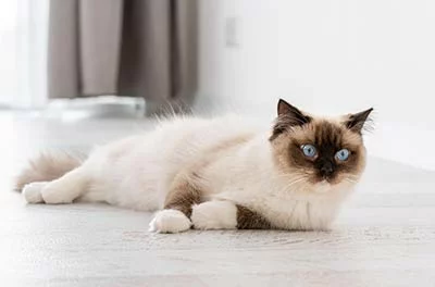 A Ragdoll cat with blue eyes lays.