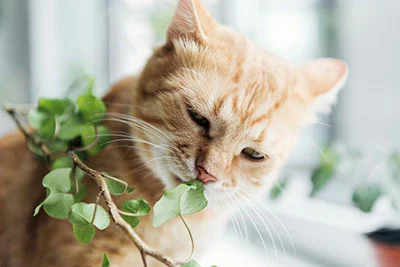 A cat eating a houseplant