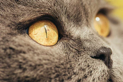 Cute yellow cat eyes
