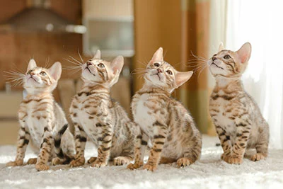 Bengal cats are seated on a sofa