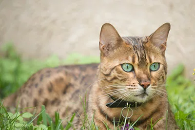 A Bengal cat with green eyes is on the ground.