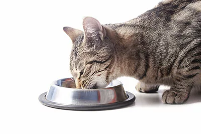 Can Canned Cat Food Go Bad in Heat