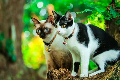 Siamese cats climb a tree to catch squirrels.