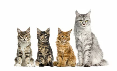 A group of Maine Coon cats are sitting in front of a white background.
