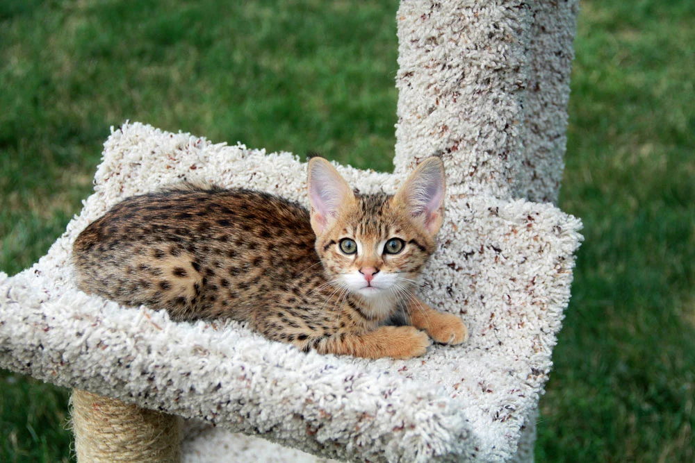 A spotted Savannah kitten is sitting on a cat tree.