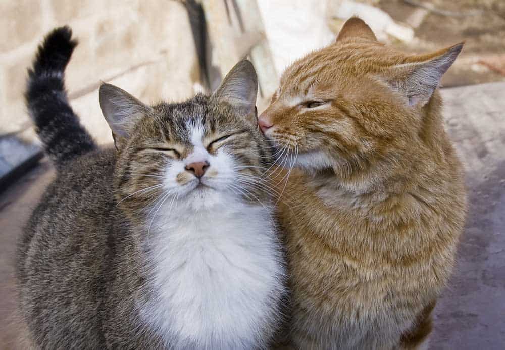 A lovely couple of cats
