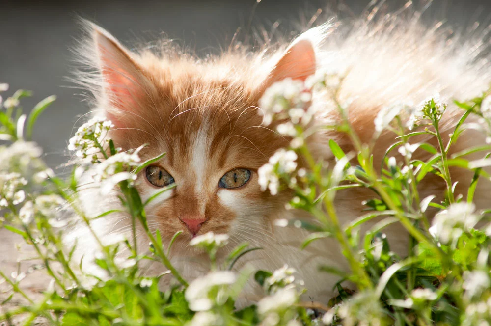 a cat in a garden.