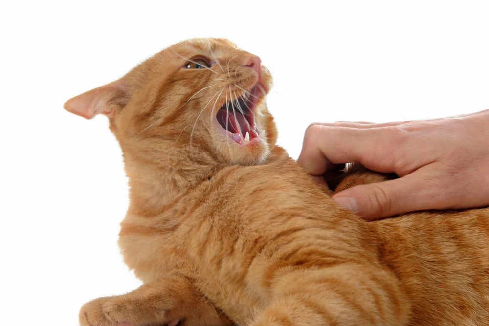 Image of a cat acting violently
