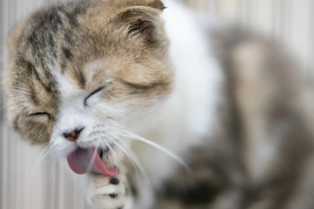 A Scottish Fold Cat is licking its leg.