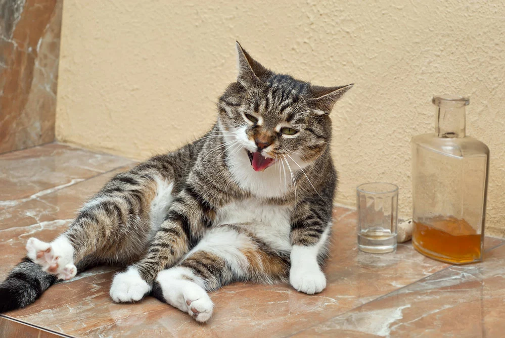 The Drinking Cat