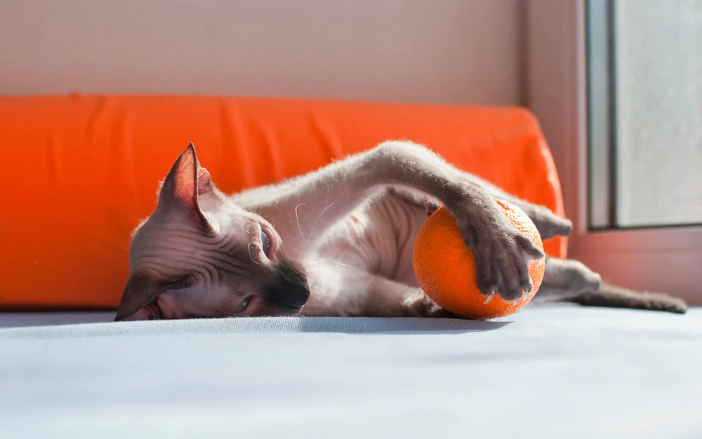 Sphynx cat playing with orange