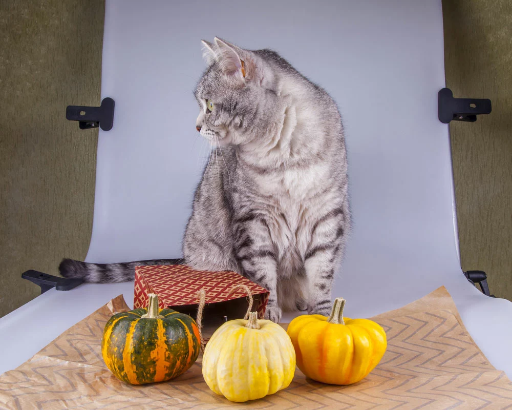 Does Pumpkin Help Cats with Diarrhea:
A grey tabby cat pauses for a photo with decorative pumpkins.