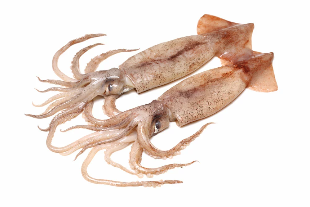 Two raw squids.