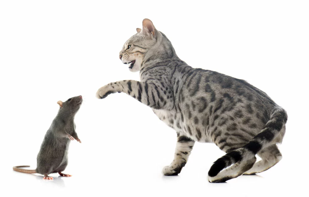 A Bengal cat is hunting a rat.