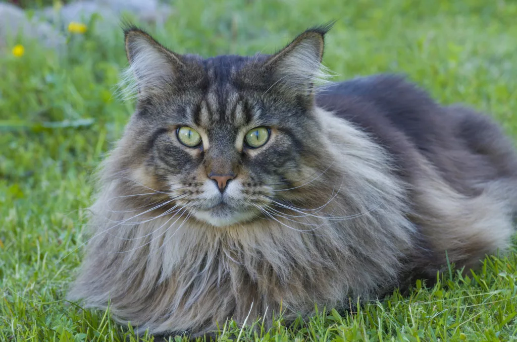 A gray fluffy Maine Coon cat is lying on green grass 