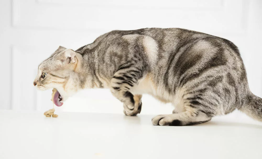 A sick cat is vomiting ingested food.