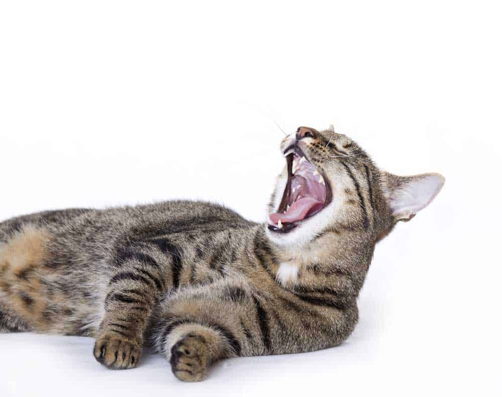 A cat having bad breath