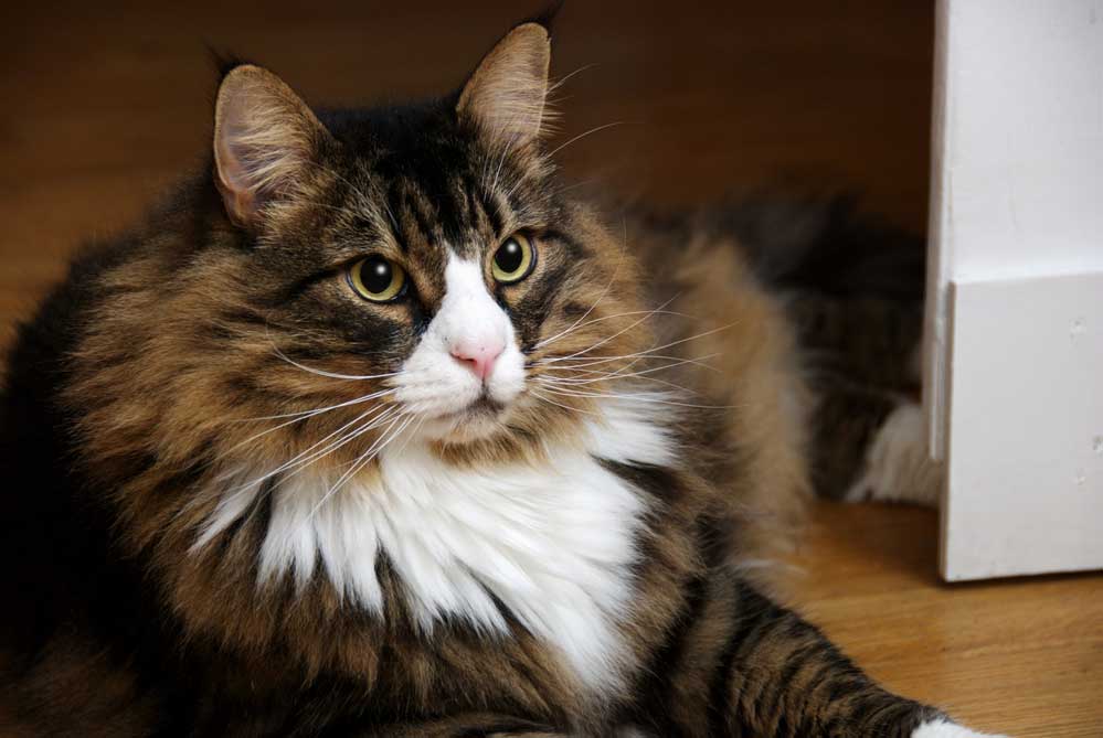 A male Norwegian Forest Cat with wide eyes
