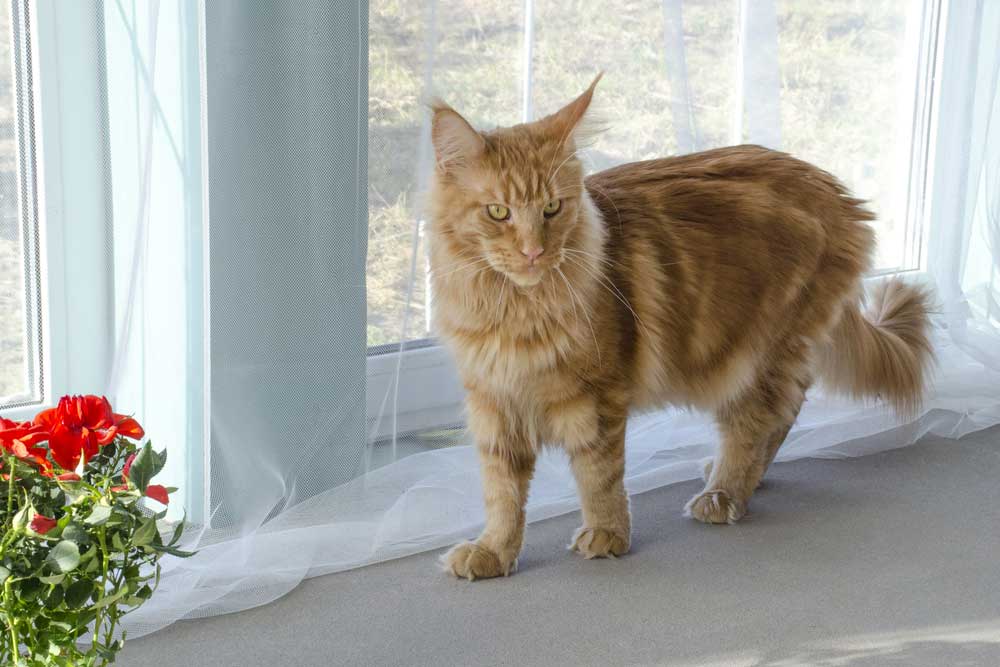 A large red marble Maine coon cat stands next to a red rose