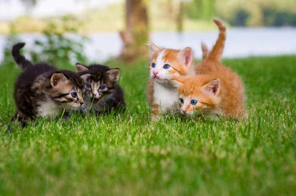 Four little kittens in a garden