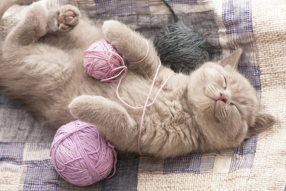 a cat with a string toy