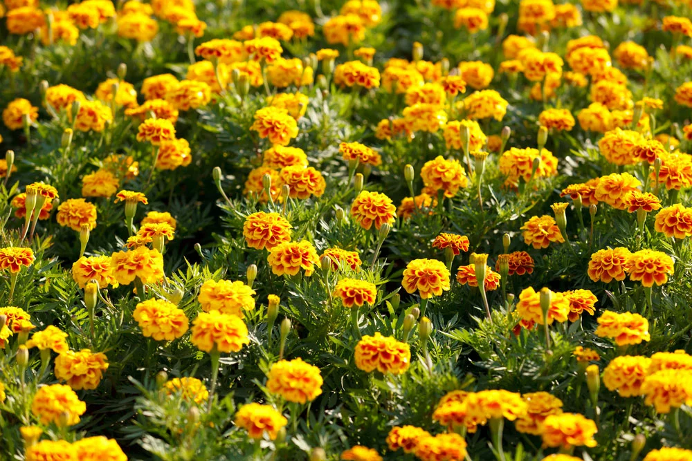 marigolds growing in a garden.