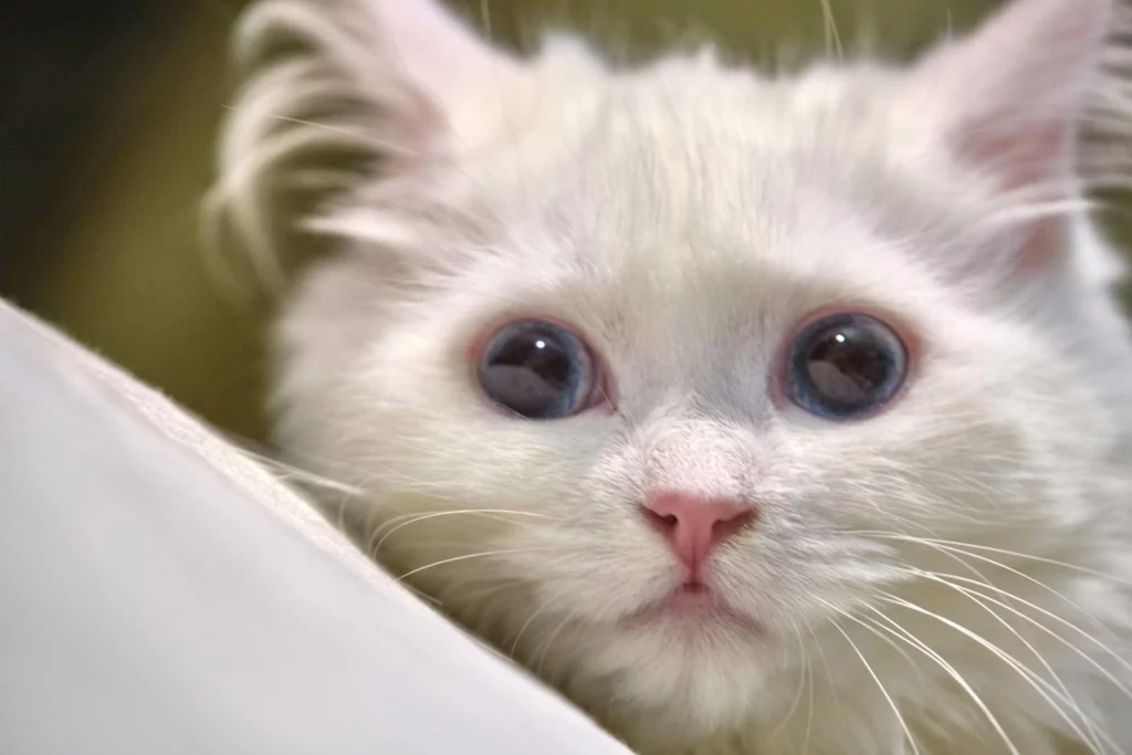 A young Turkish Angora young cat with blue eyes.